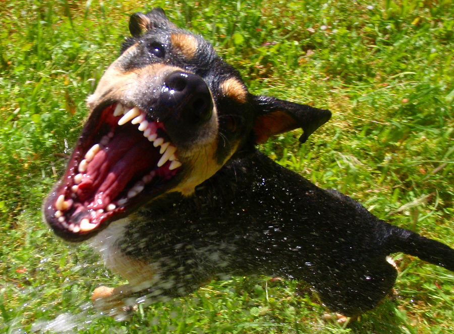 Vicious-Dog